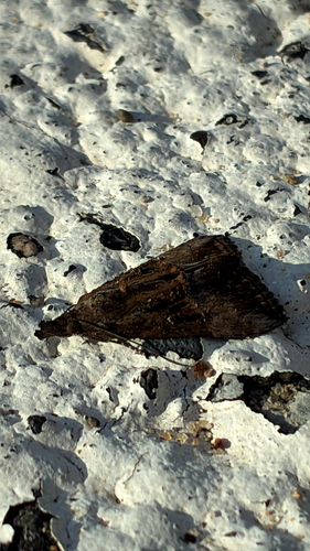 Green Cloverworm Moth