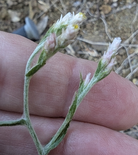 Pseudognaphalium ramosissimum observed 2026-09-17