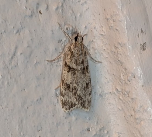 Double-striped Scoparia Moth