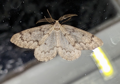 False Hemlock Looper Moth