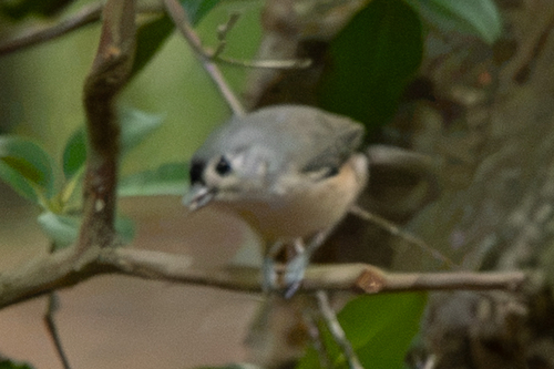 Tufted Titmouse