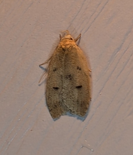 Gold-striped Leaftier Moth