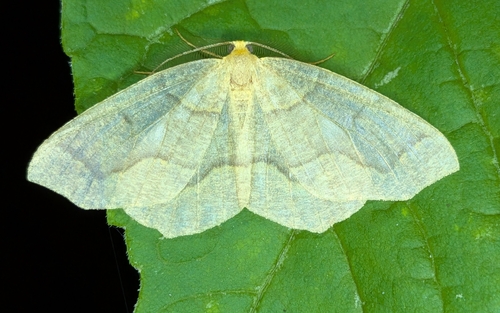 Hemlock Looper Moth