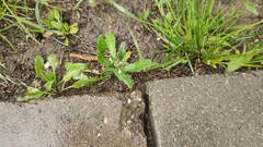 Capsella bursa-pastoris