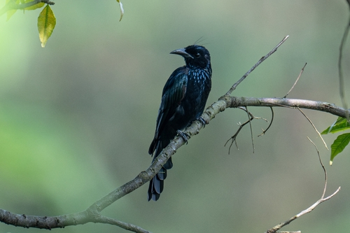 Hair-crested Drongo