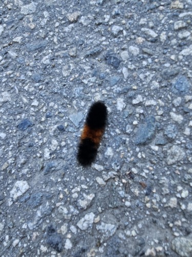 Isabella Tiger Moth