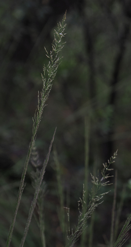 Muhlenbergia longiligula observed 2026-09-09