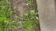 Capsella bursa-pastoris