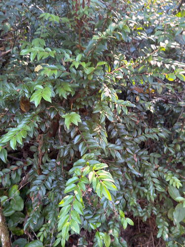 Evergreen Huckleberry