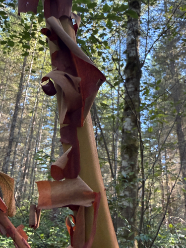 Pacific madrone