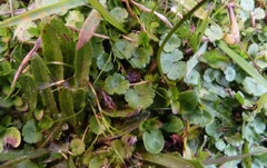Hydrocotyle microphylla