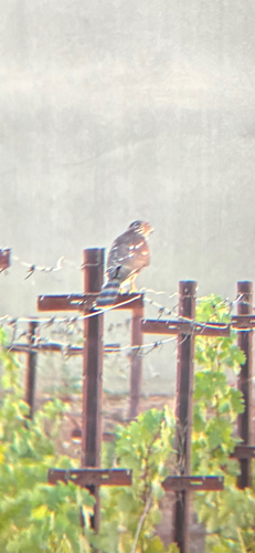 Cooper's Hawk