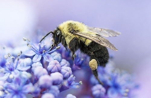 Common Eastern Bumble Bee