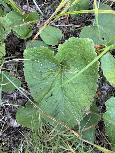 Arctic Butterbur