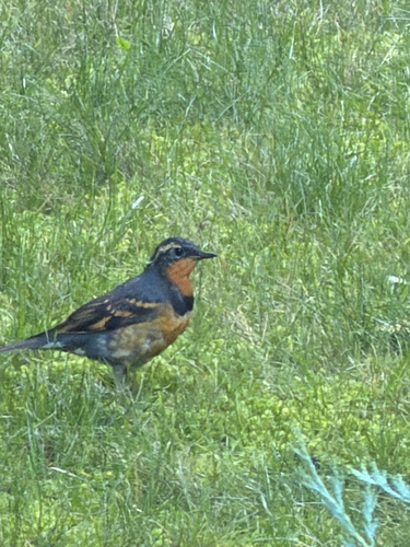 Varied Thrush