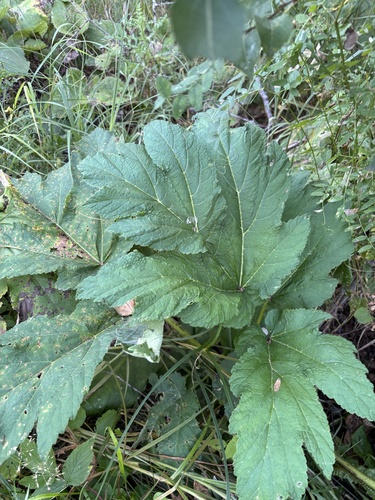 common cowparsnip