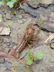 Lacunicambarus polychromatus