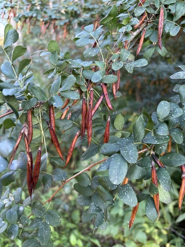 Siberian peashrub