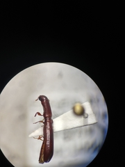 Colydiinae