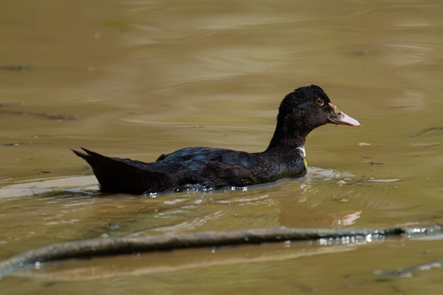 Domestic Mallard