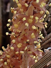 Astelia graminea