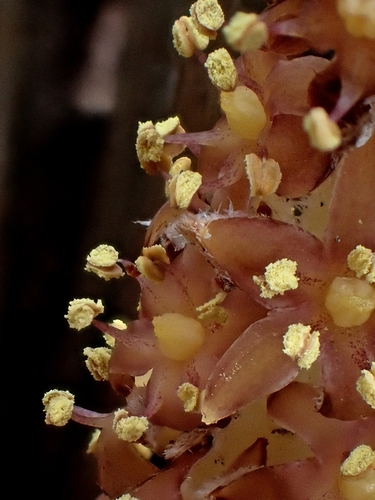 Astelia graminea, photograph 3