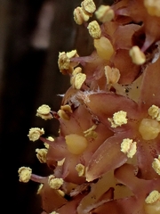Astelia graminea, photograph (c) Duncan Cunningham, some rights reserved (CC BY)