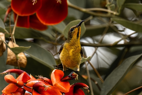 Ornate Sunbird