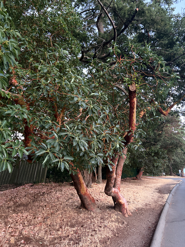 Pacific madrone