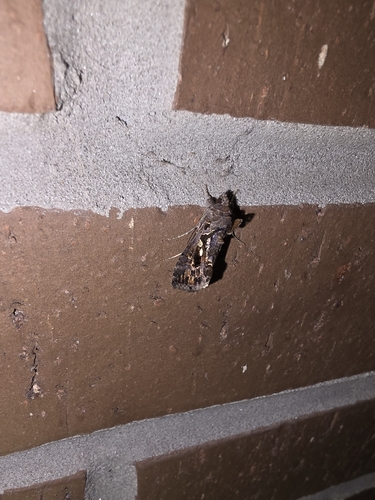 Soybean Looper Moth