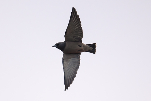 Ashy Woodswallow