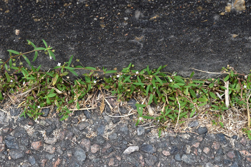 Oldenlandia herbacea observed 2026-07-09