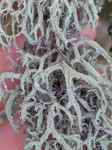Boreal Oakmoss