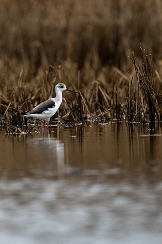 Black-winged Stilt