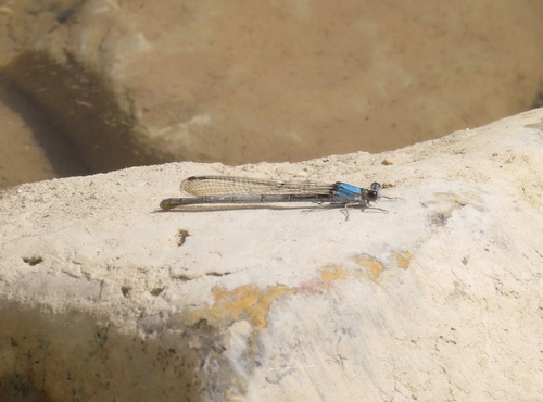 Blue-fronted Dancer