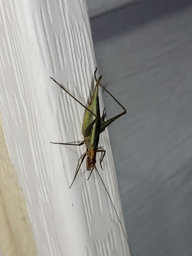 Pine Tree Cricket