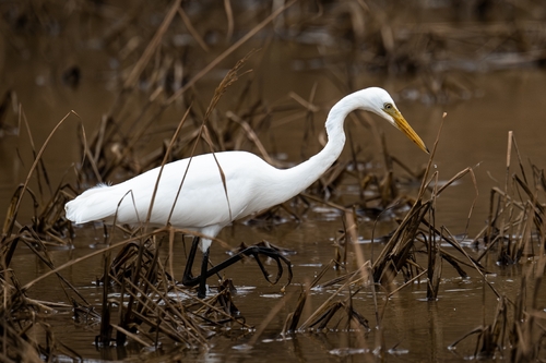 Great Egret
