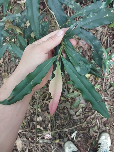 Syzygium ingens observed 2026-09-18