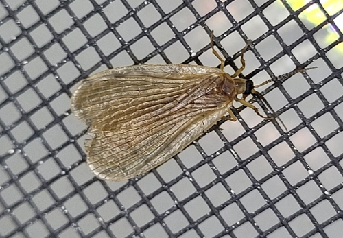 Forcepfly