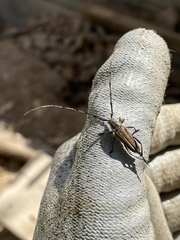 Sphaenothecus toledoi