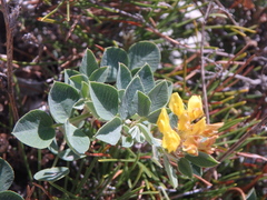 Medicago cretacea