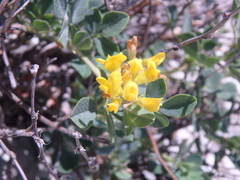 Medicago cretacea