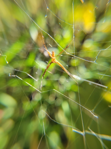 Banded Garden Spider