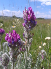 Oxytropis splendens