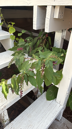 American pokeweed