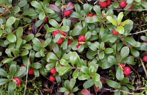 bearberry