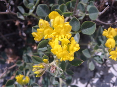 Medicago cretacea