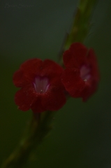 Stachytarpheta miniacea