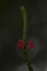 Stachytarpheta miniacea