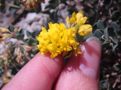 Medicago cretacea